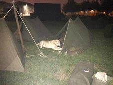 FRENCH DOG WANTED TO COME WITH US TO TANKS IN TOWN! FRENCH DOG WANTED TO COME WITH US TO TANKS IN TOWN!